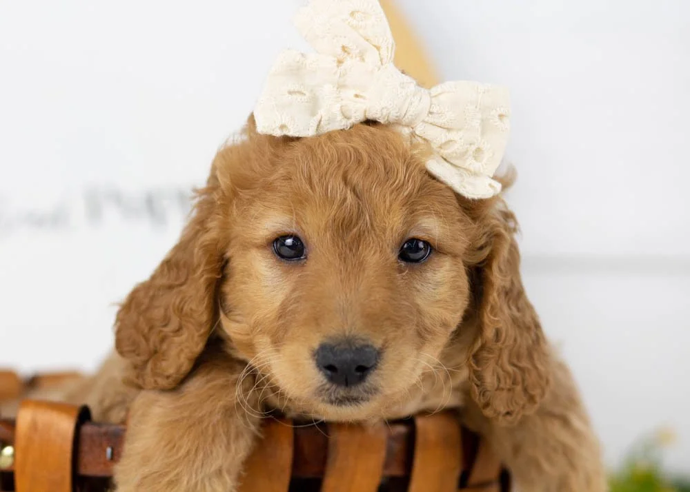 Mila goldendoodle for sale..jpg