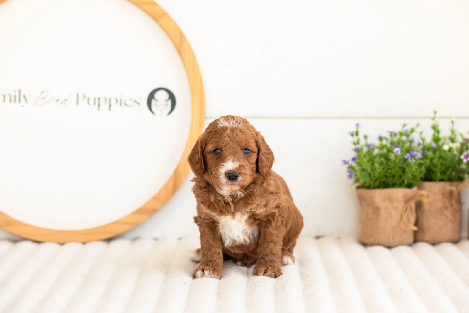 Kai goldendoodle for sale(1).jpg