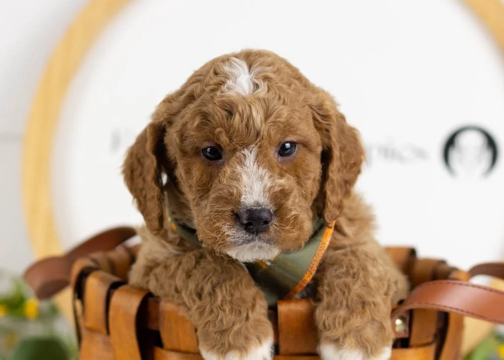 Breeze goldendoodle for sale.jpg