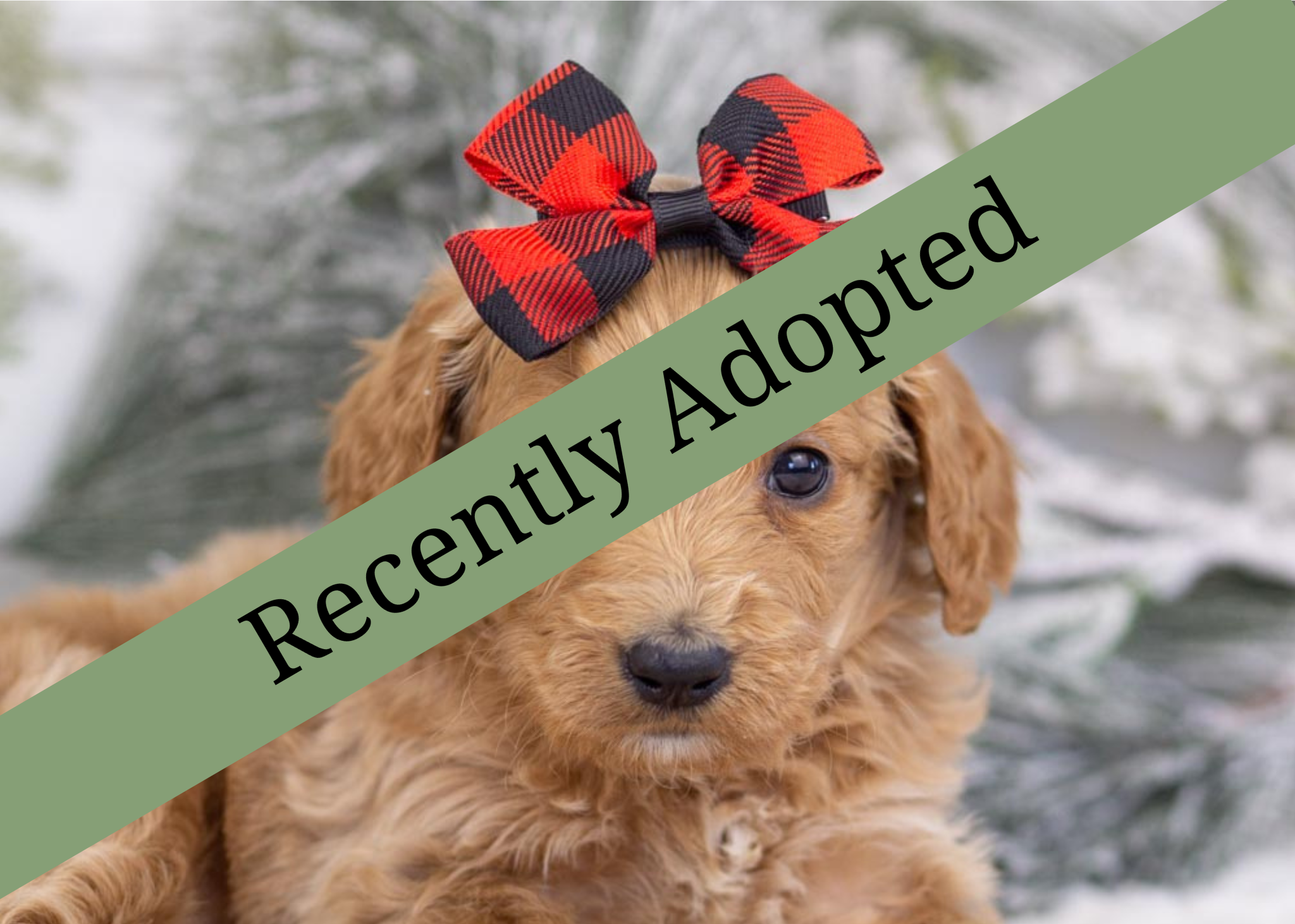 goldendoodle for sale