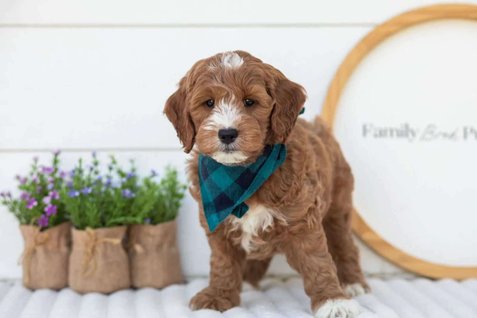 Gouda goldendoodle for sale(2).jpg