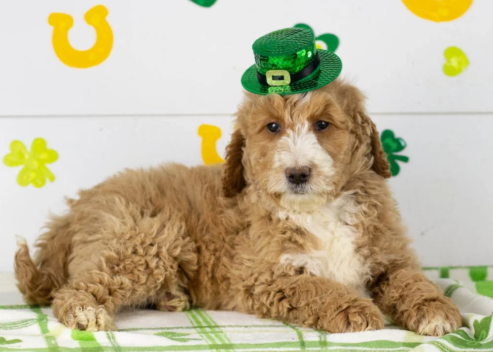 Lionel goldendoodle for sale(2).jpg