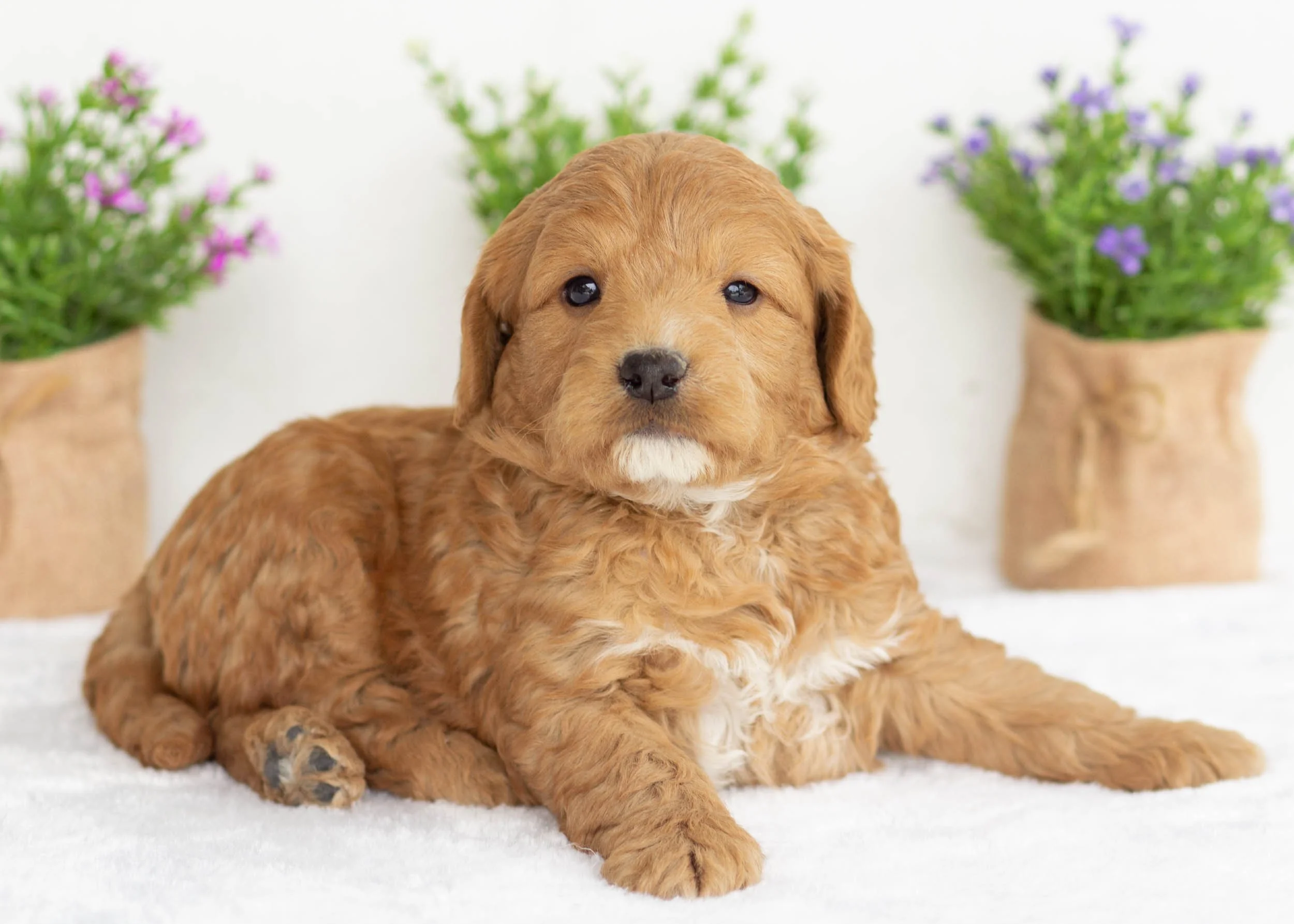 Gavin golden doodle for sale.j(1).jpg