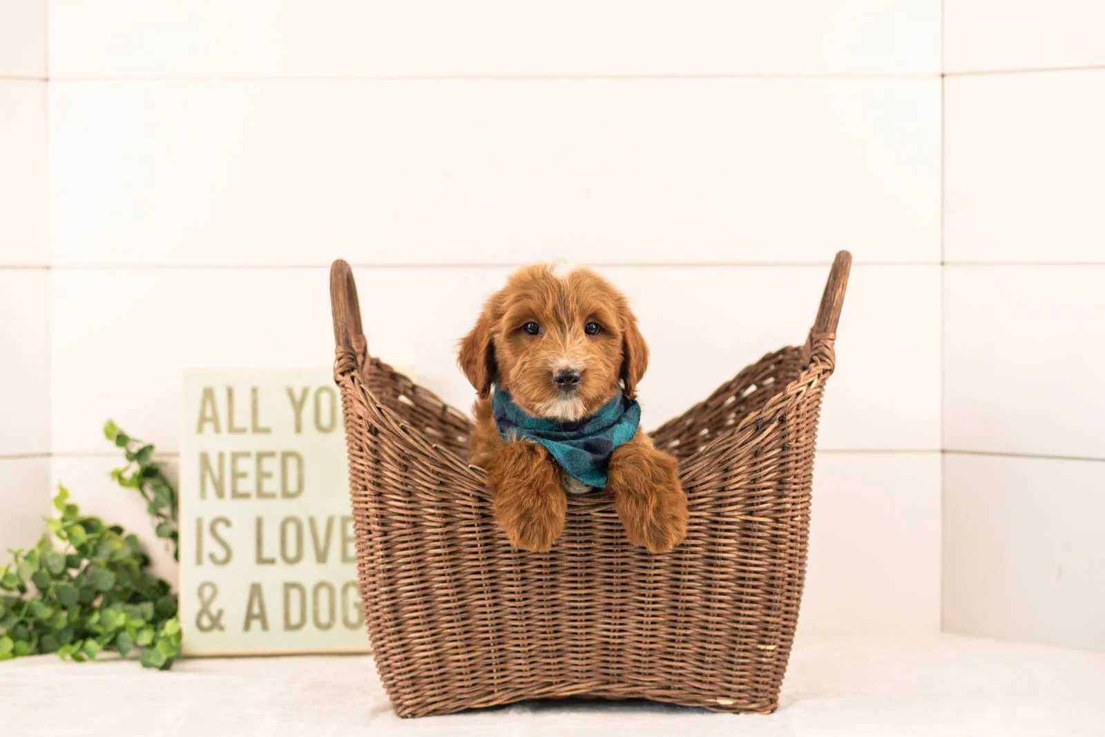 Jolt goldendoodle for sale(3).jpg