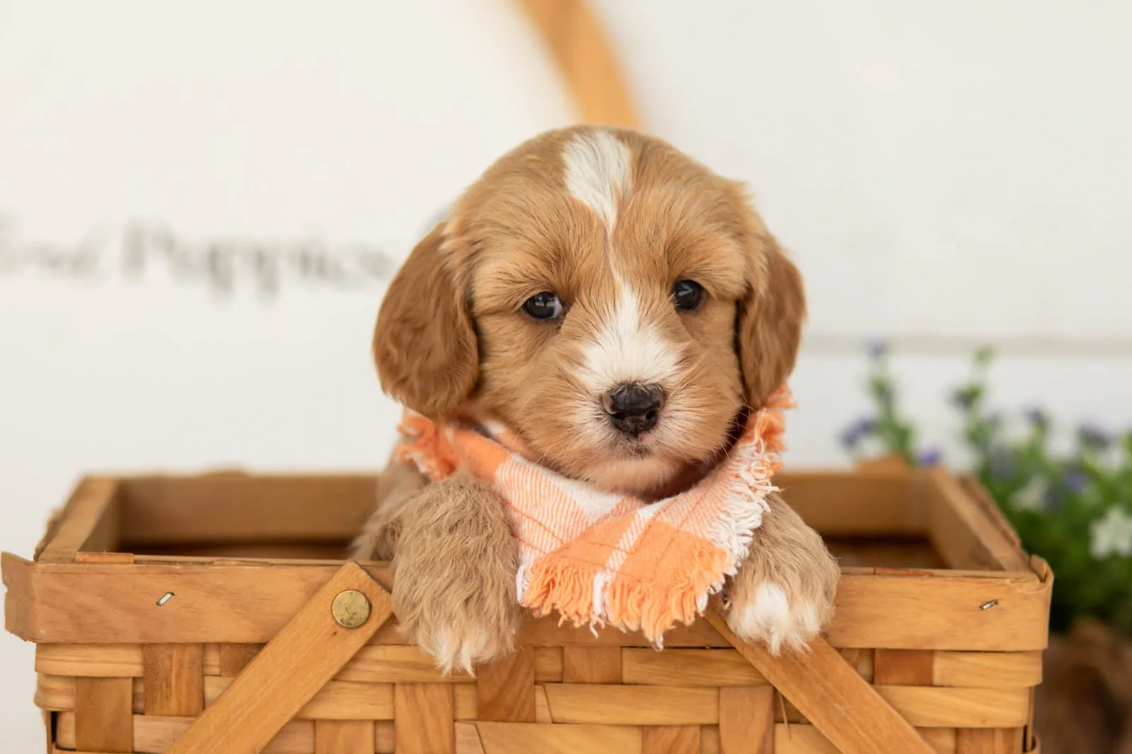 Blaze goldendoodle for sale(4).jpg
