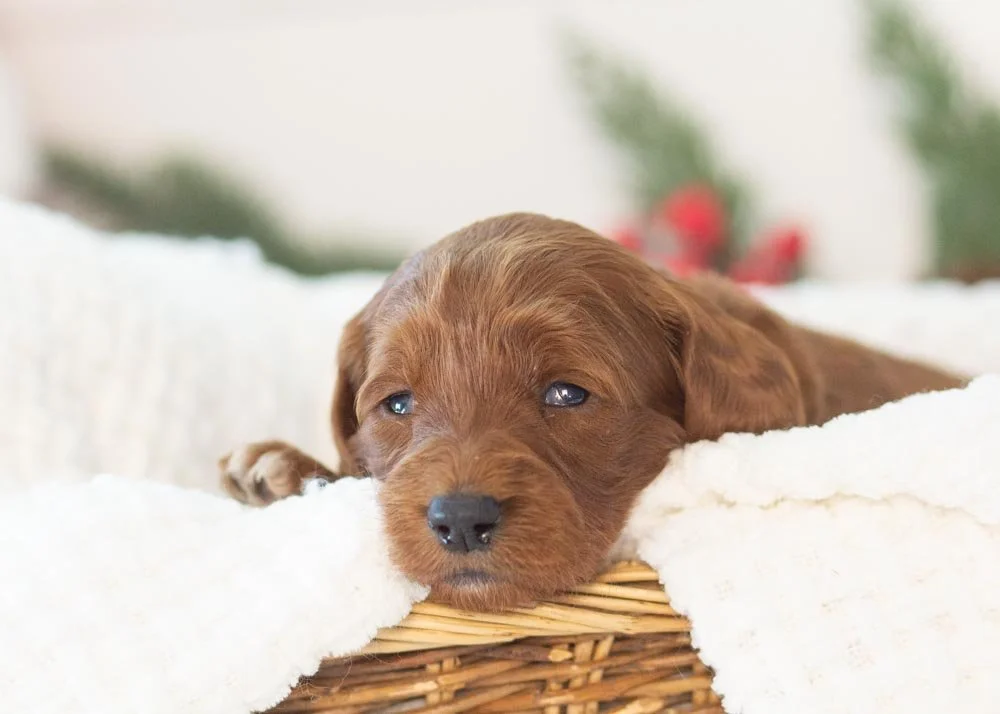 Cindy lou goldendoodle for sale.jpg