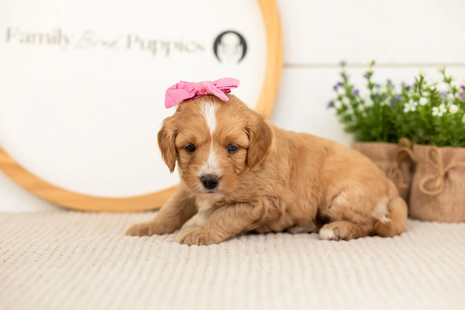 Glory goldendoodle for sale.jpg