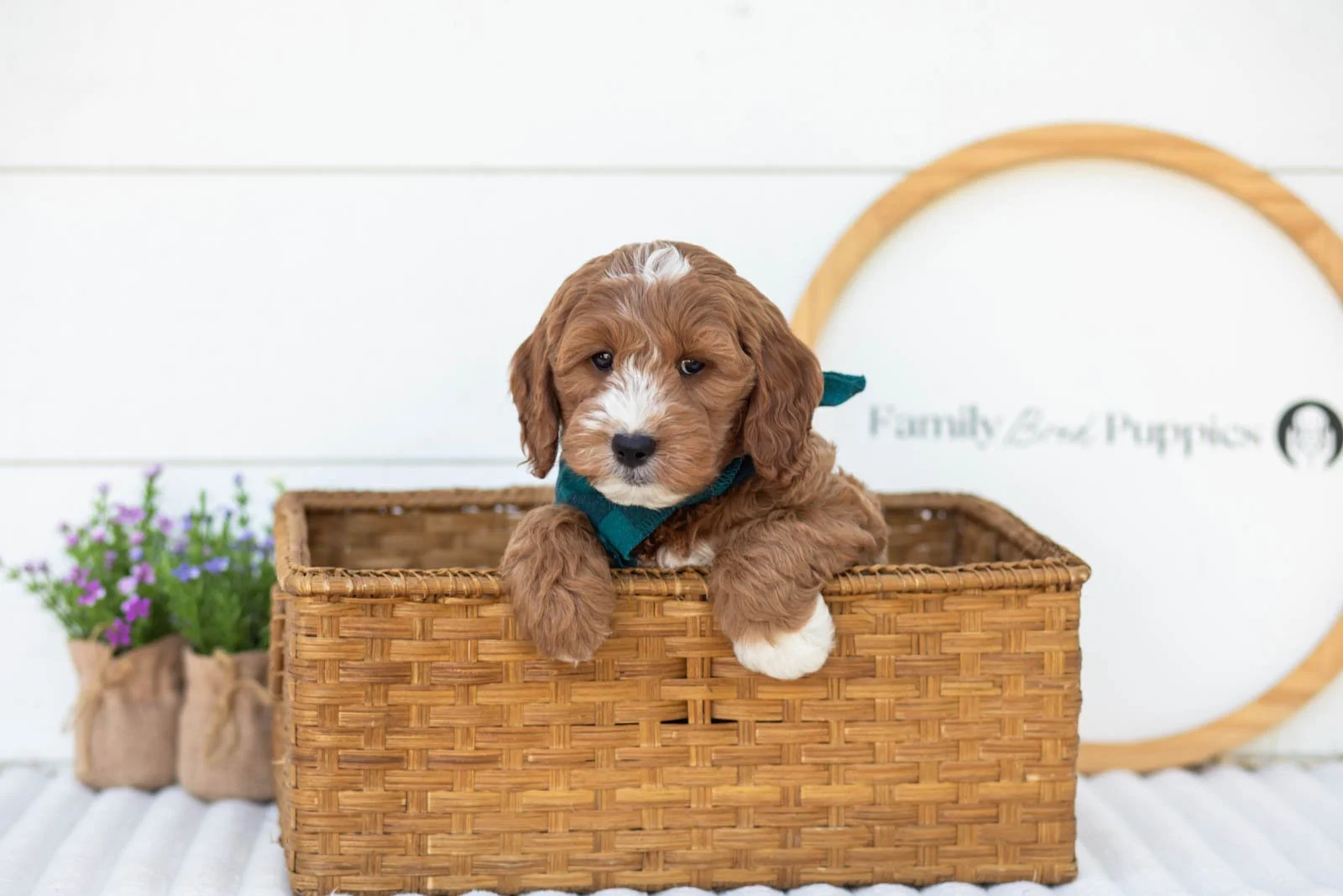 Gouda goldendoodle for sale(4).jpg