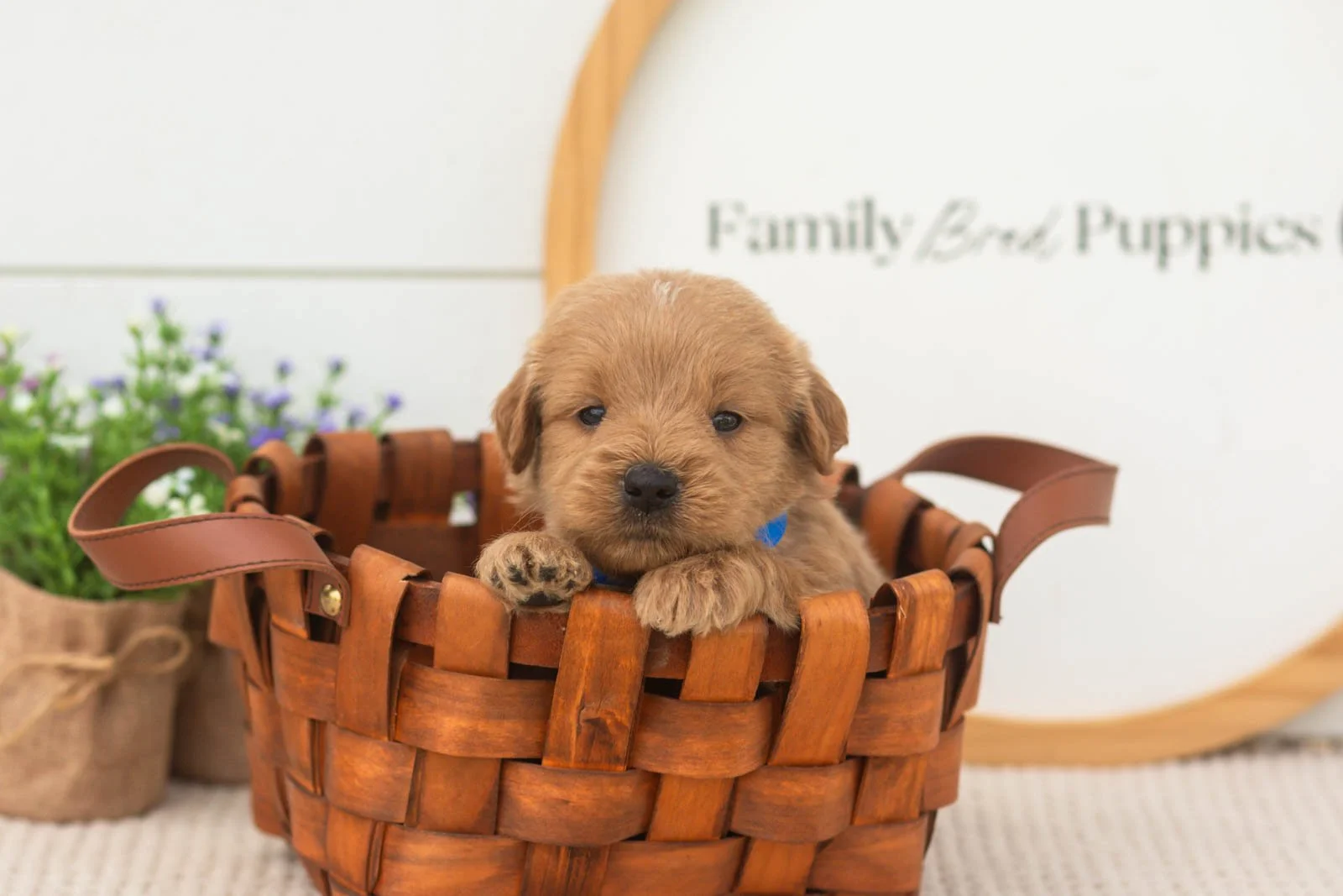 evan goldendoodle for sale(3).jpg
