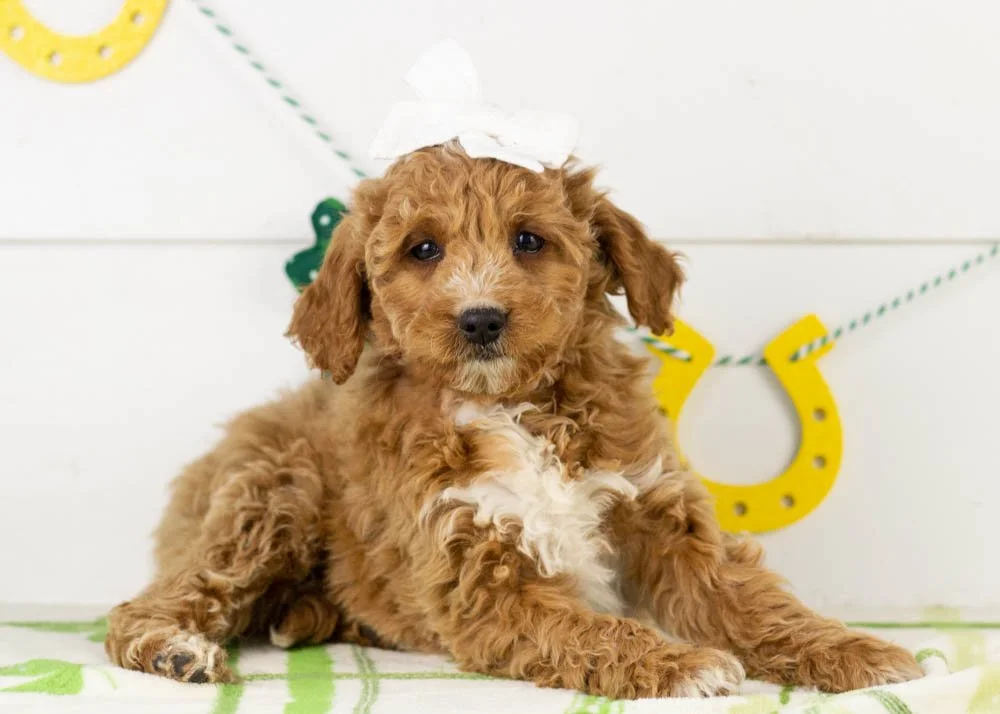 truffle goldendoodle for sale(3).jpg