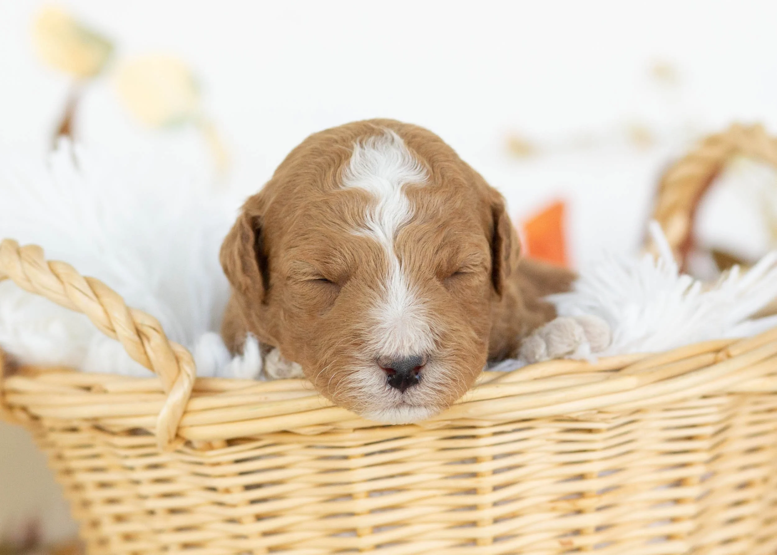 Hermes goldendoodle for sale.jpg