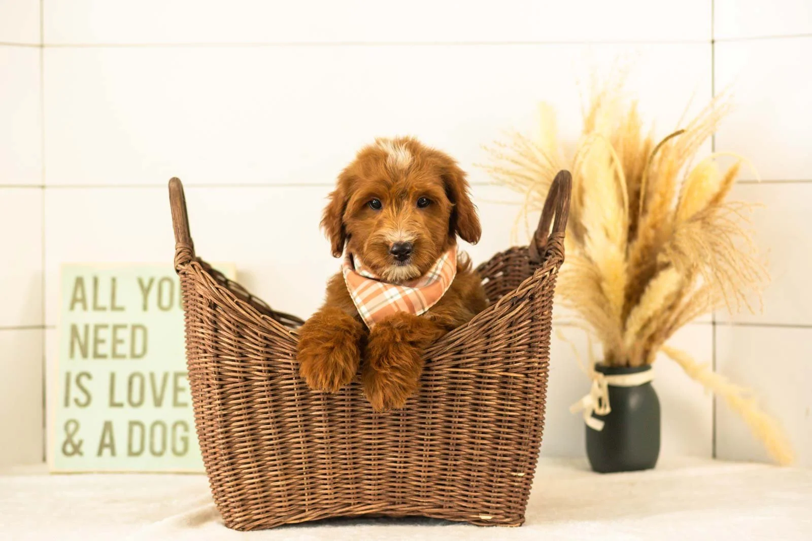 Jolt goldendoodle for sale(1).jpg