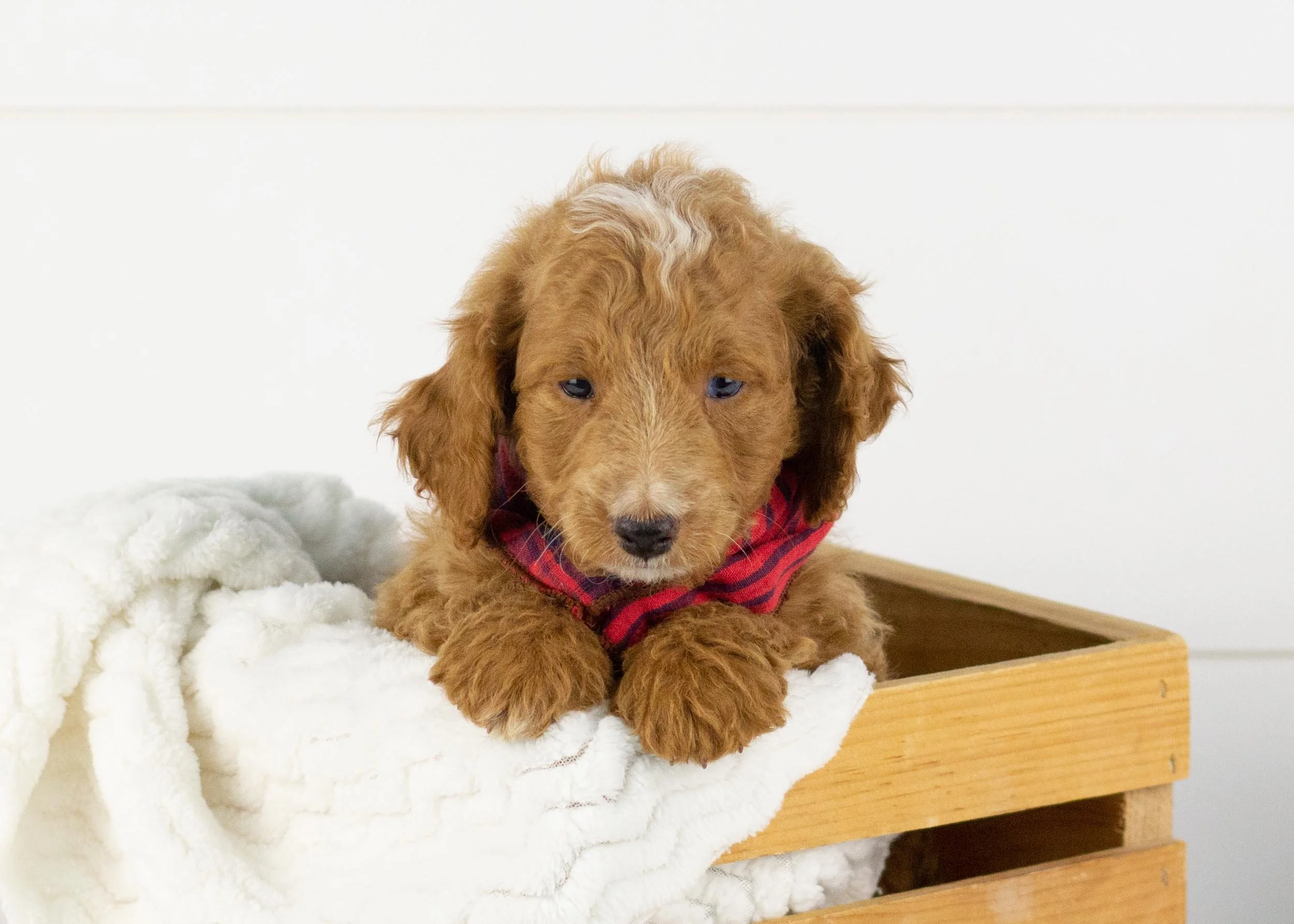 Graham goldendoodle for sale.jpg