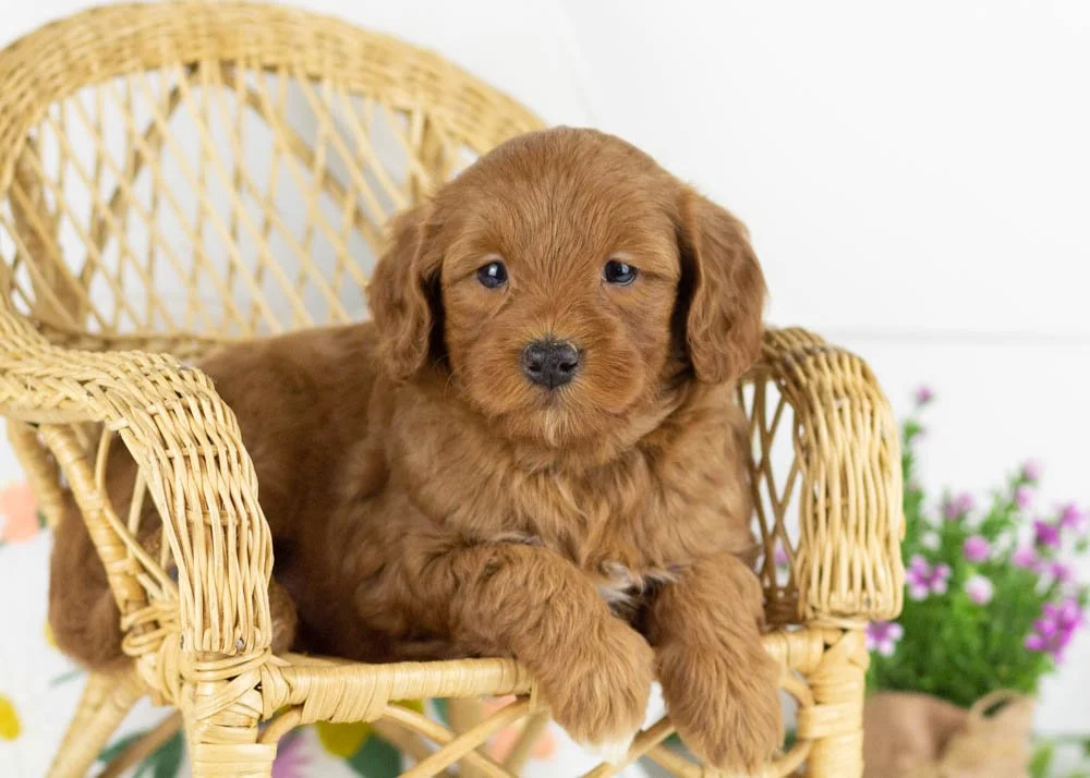 ray goldendoodle for sale.jpg
