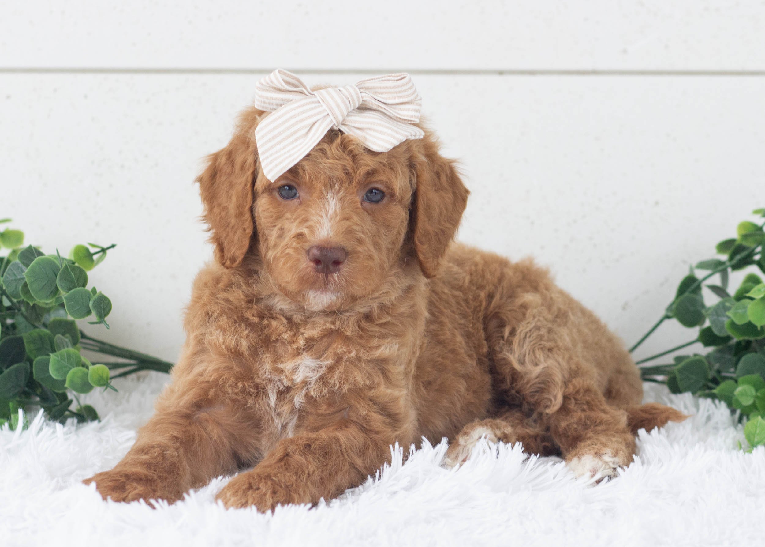 Romi Goldendoodle For Sale(2).jpg