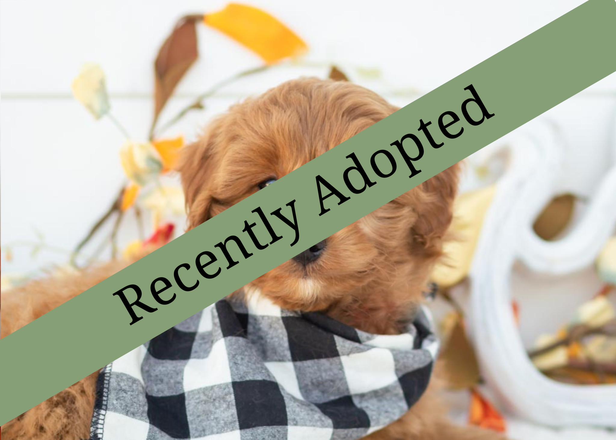 goldendoodle for sale