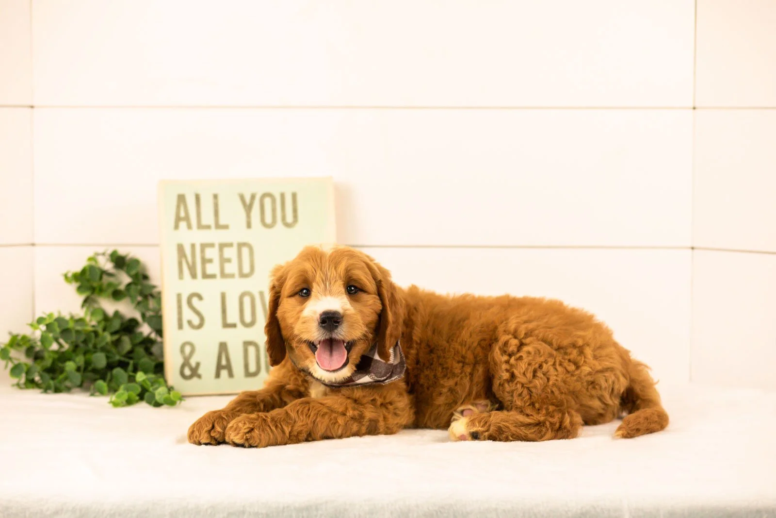 maze goldendoodle for sale(3).jpg