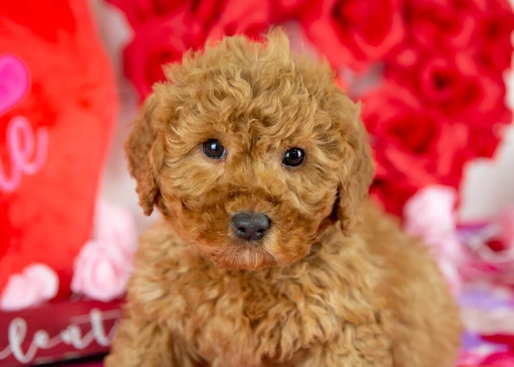 andy goldendoodle for sale(4).jpg