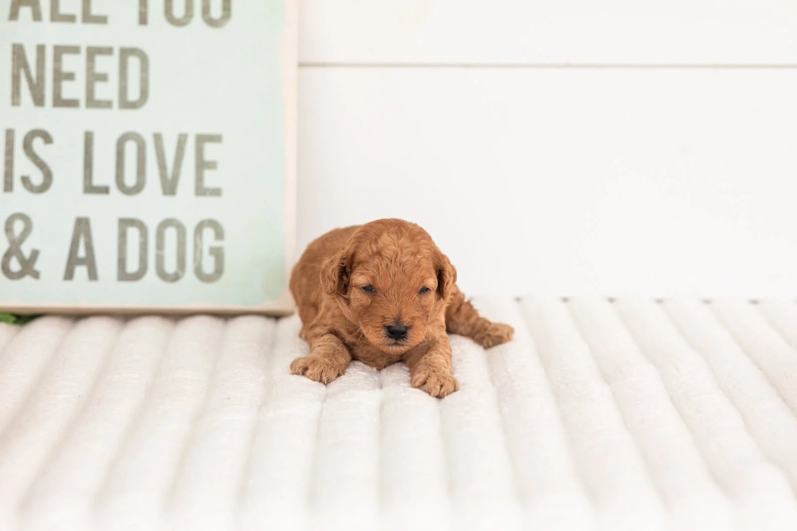 Corduroy goldendoodle for sale(2).jpg