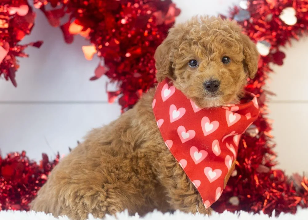 Mort goldendoodle for sale(2).jpg
