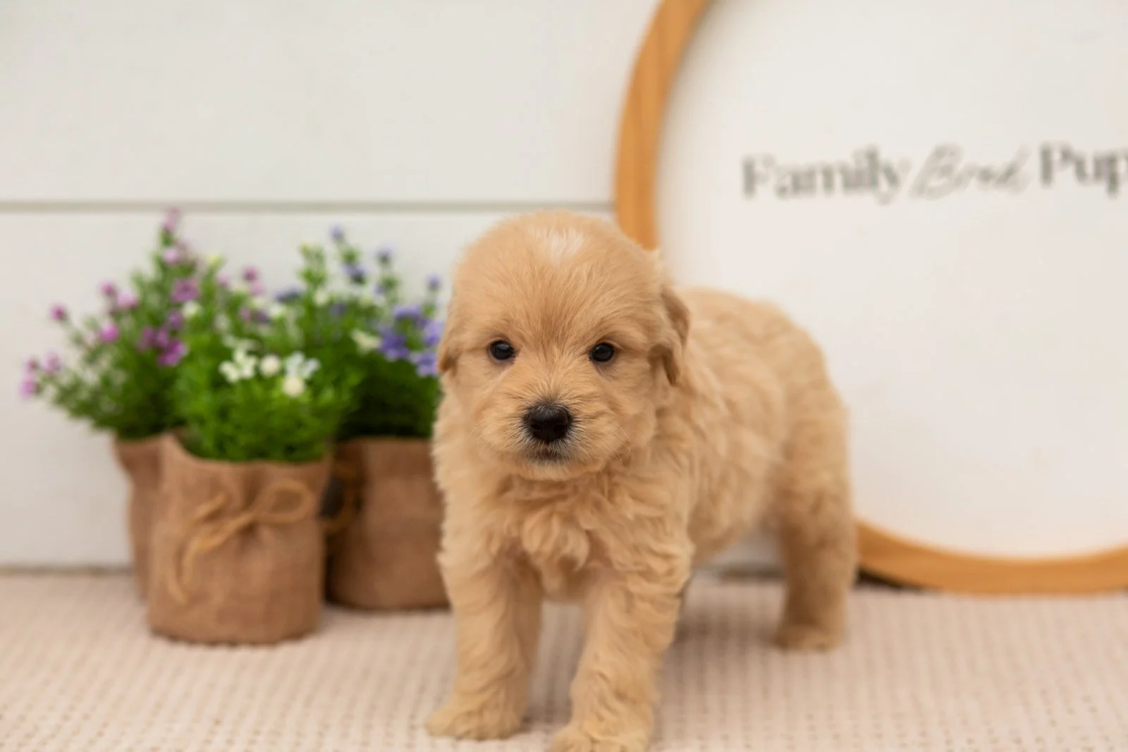 ellie goldendoodle for sale(2).jpg
