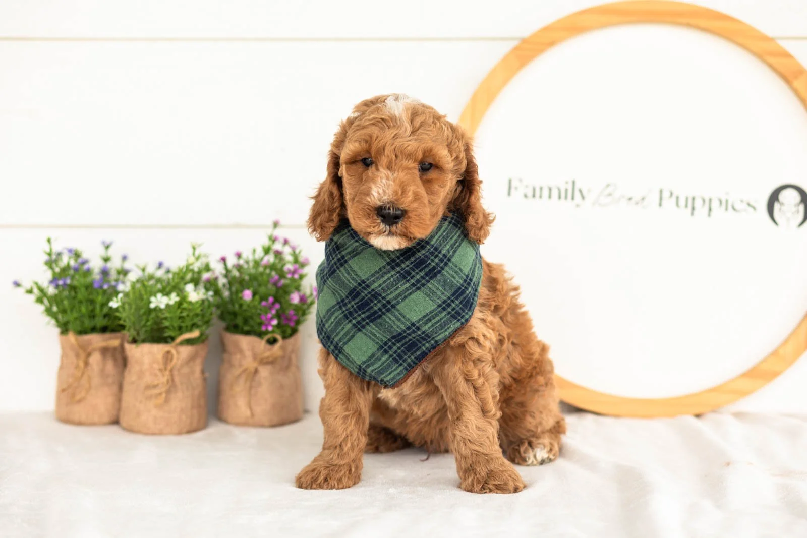 Ham goldendoodle for sale(4).jpg