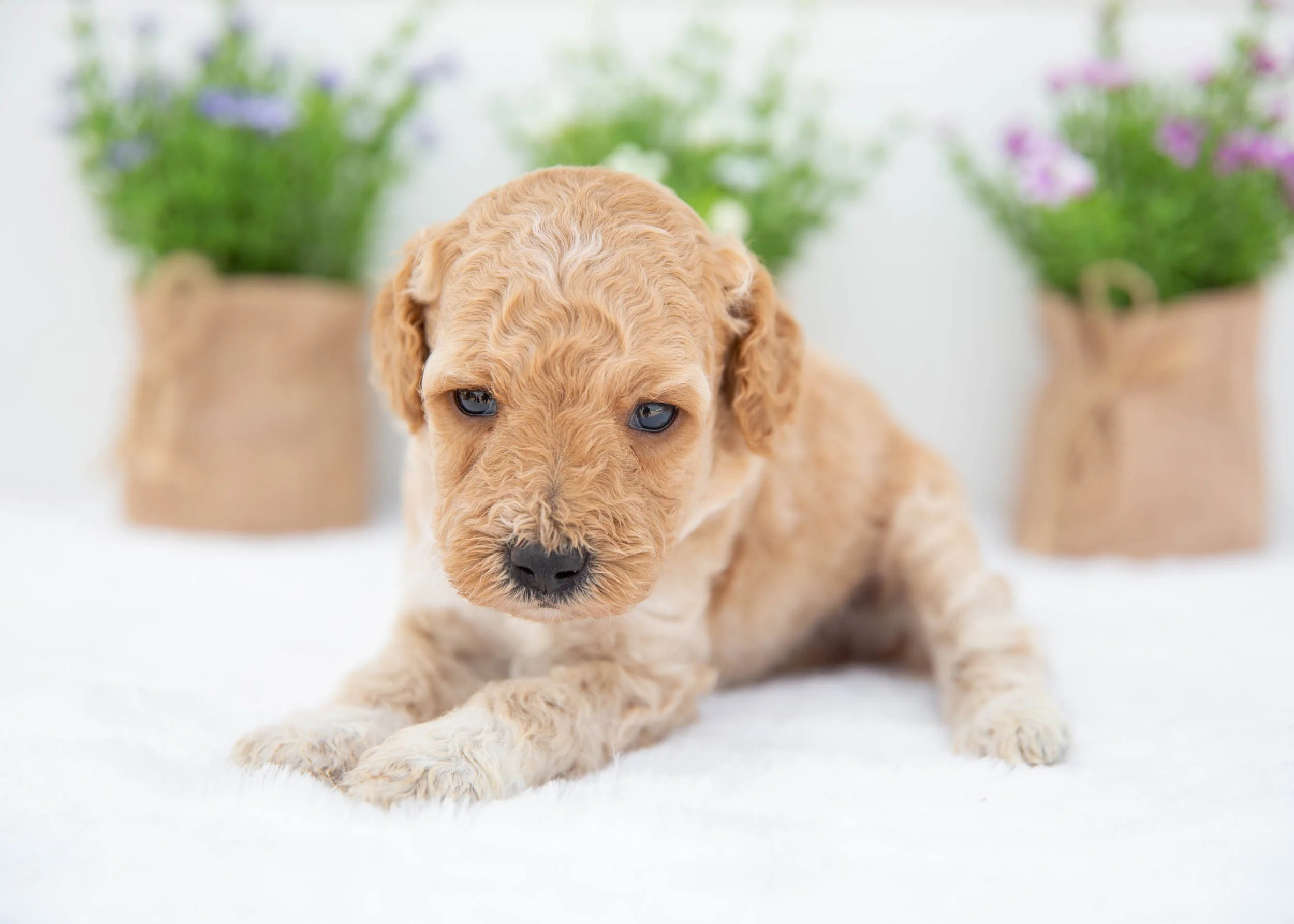 Nash goldendoodle for sale(2).jpg