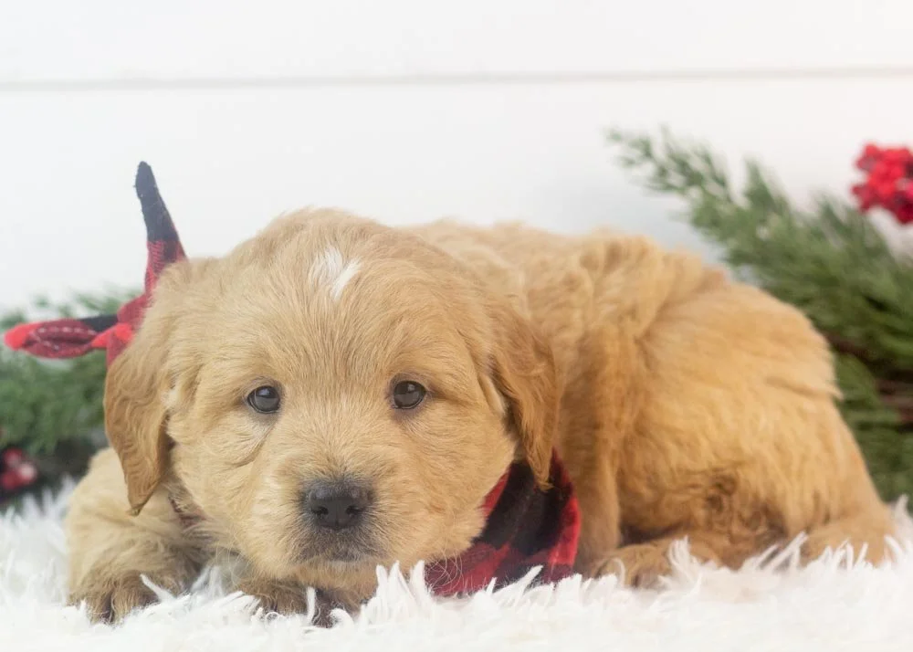 Stanley goldendoodle for sale.jpg