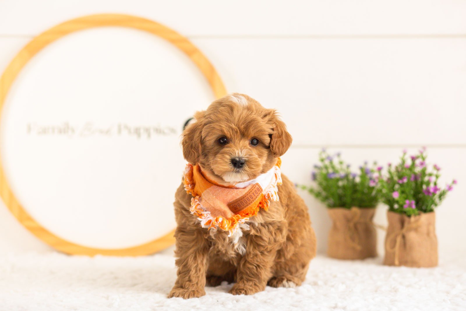 Cobalt goldendoodle for sale(2).jpg