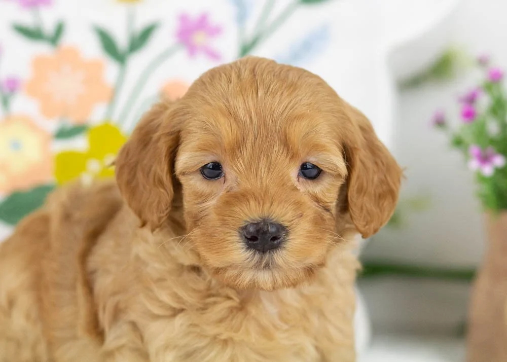 benny goldendoodle for sale(1).jpg