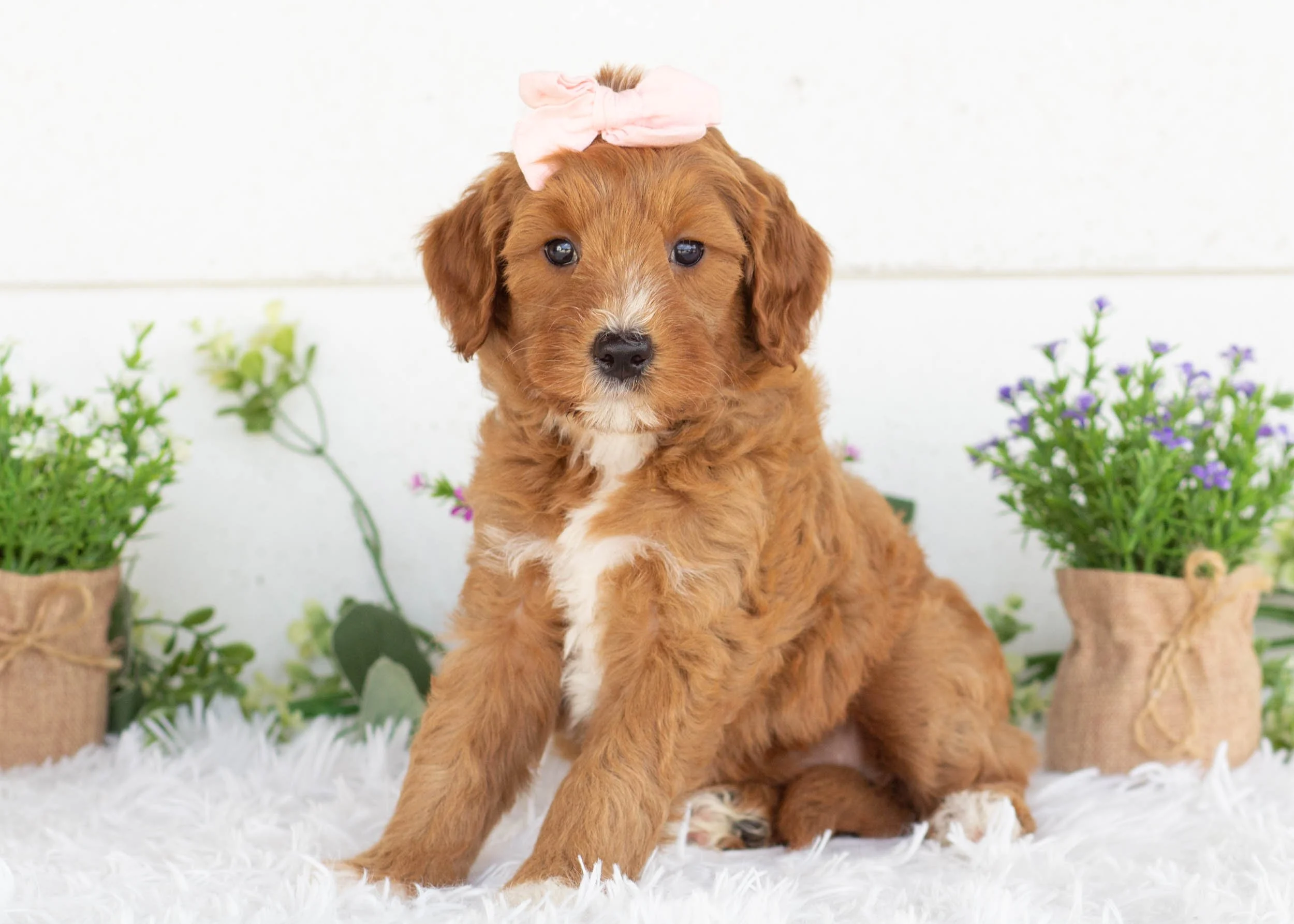 Clementine goldendoodle for sale(2).jpg