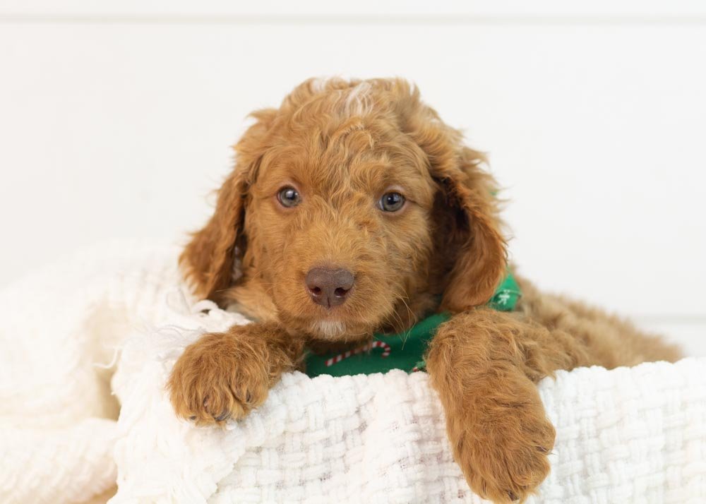 Spur goldendoodle for sale(1).jpg