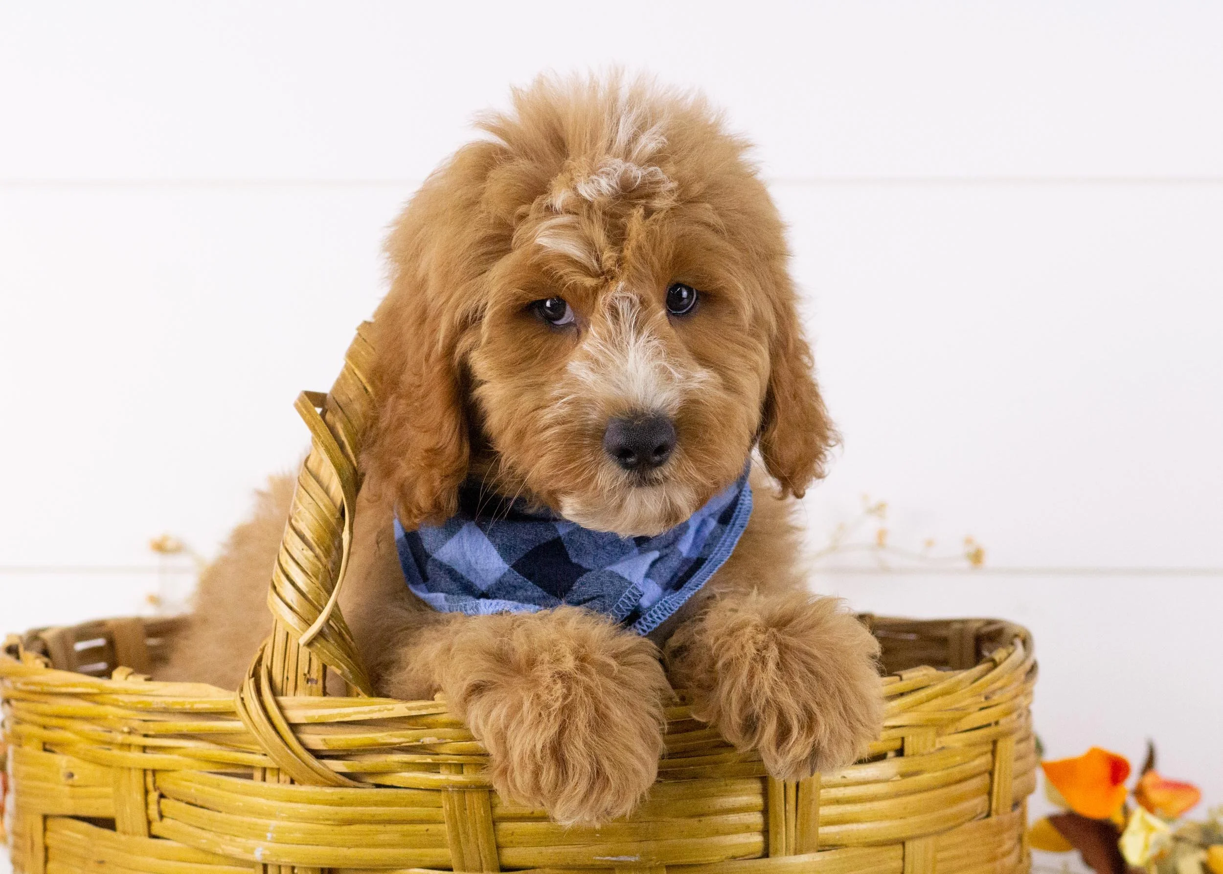 Falcon goldendoodle for sale.jpg