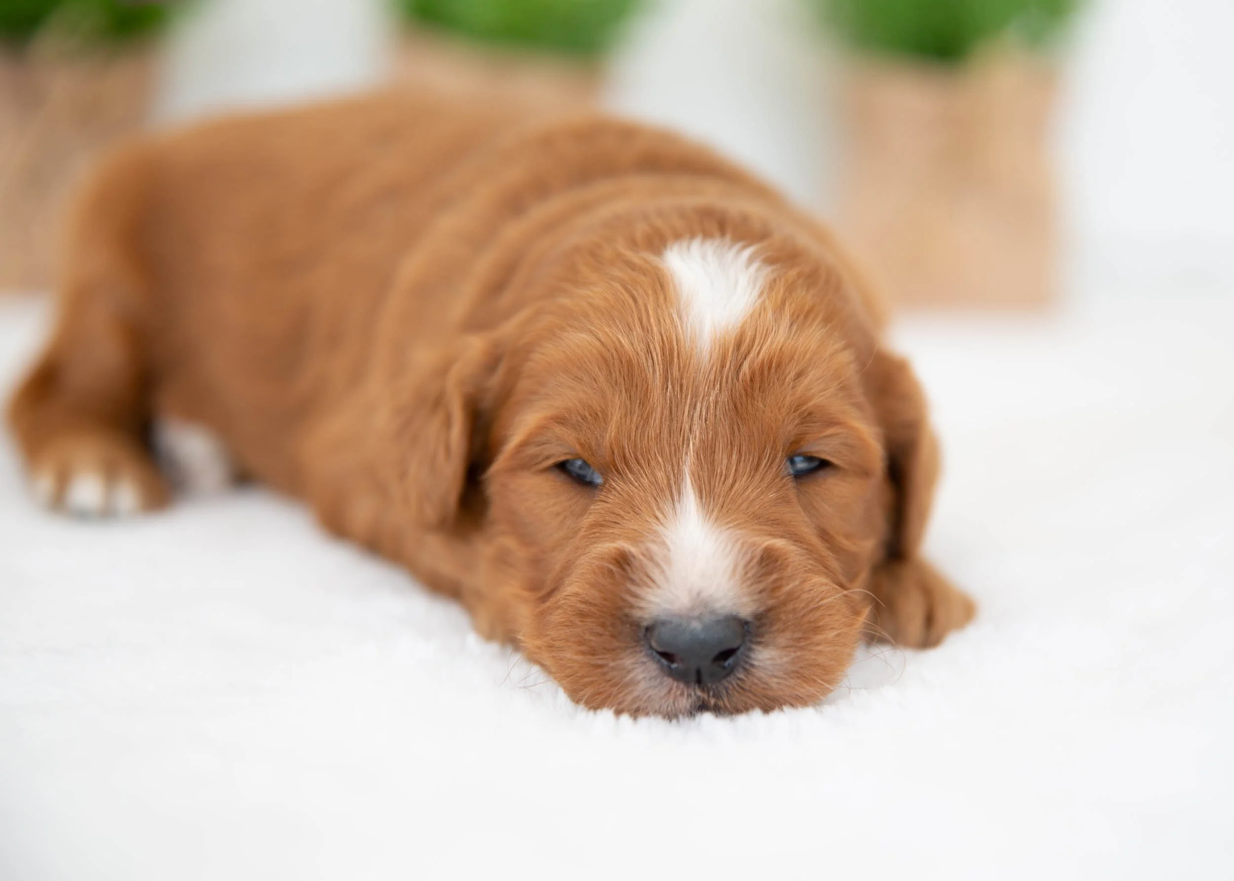 Navy goldendoodle for sale(2).jpg