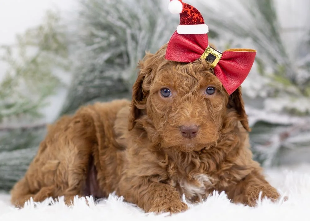 Laker goldendoodle for sale(2).jpg