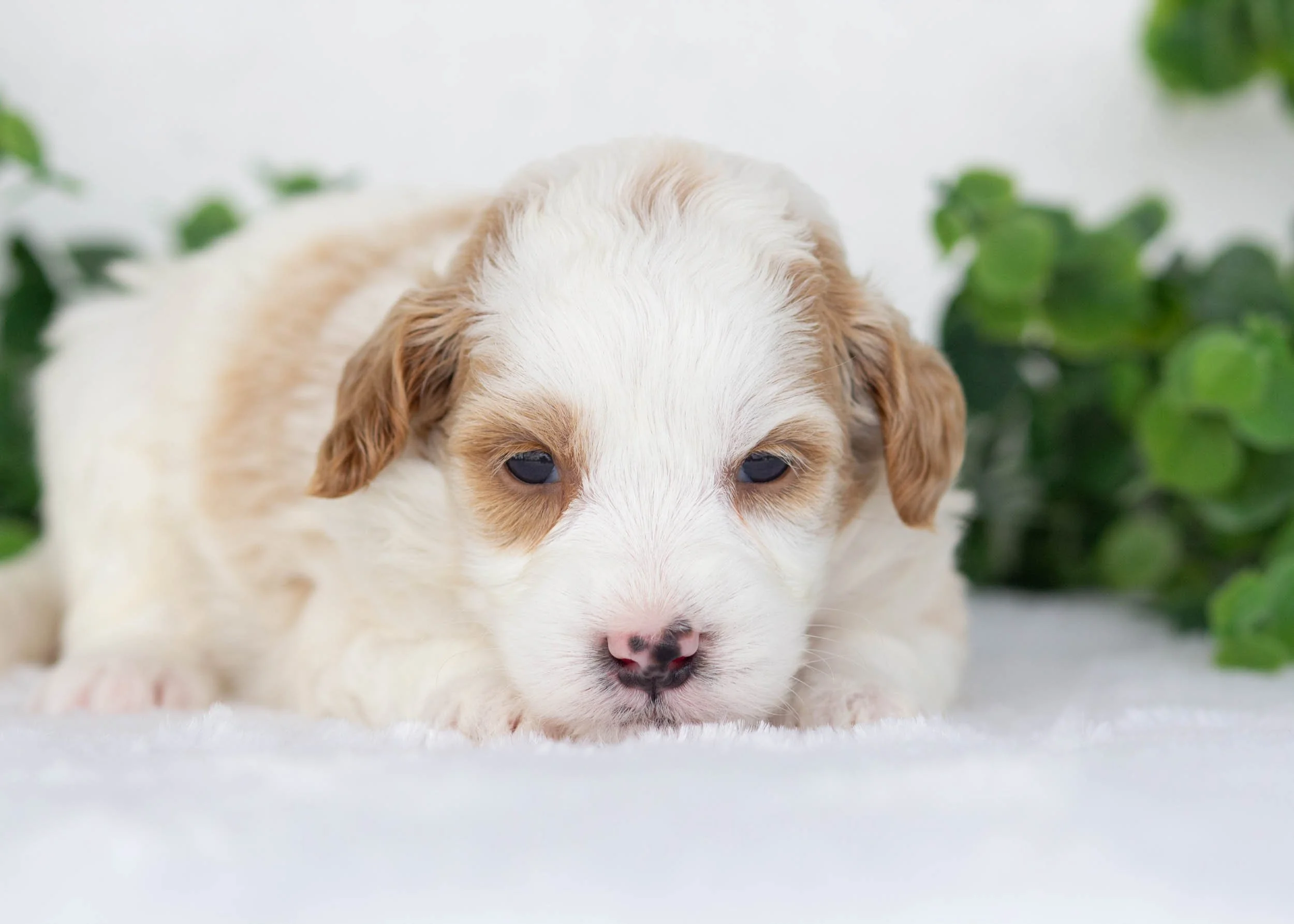 Marley goldendoodle for sale3(1).jpg