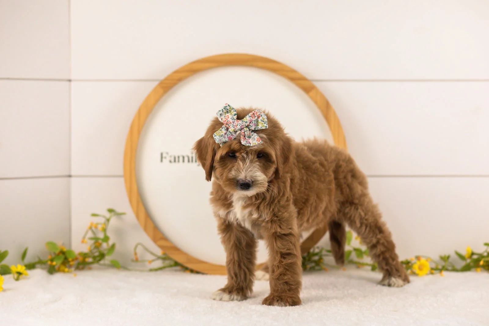 Jan goldendoodle for sale.jpg