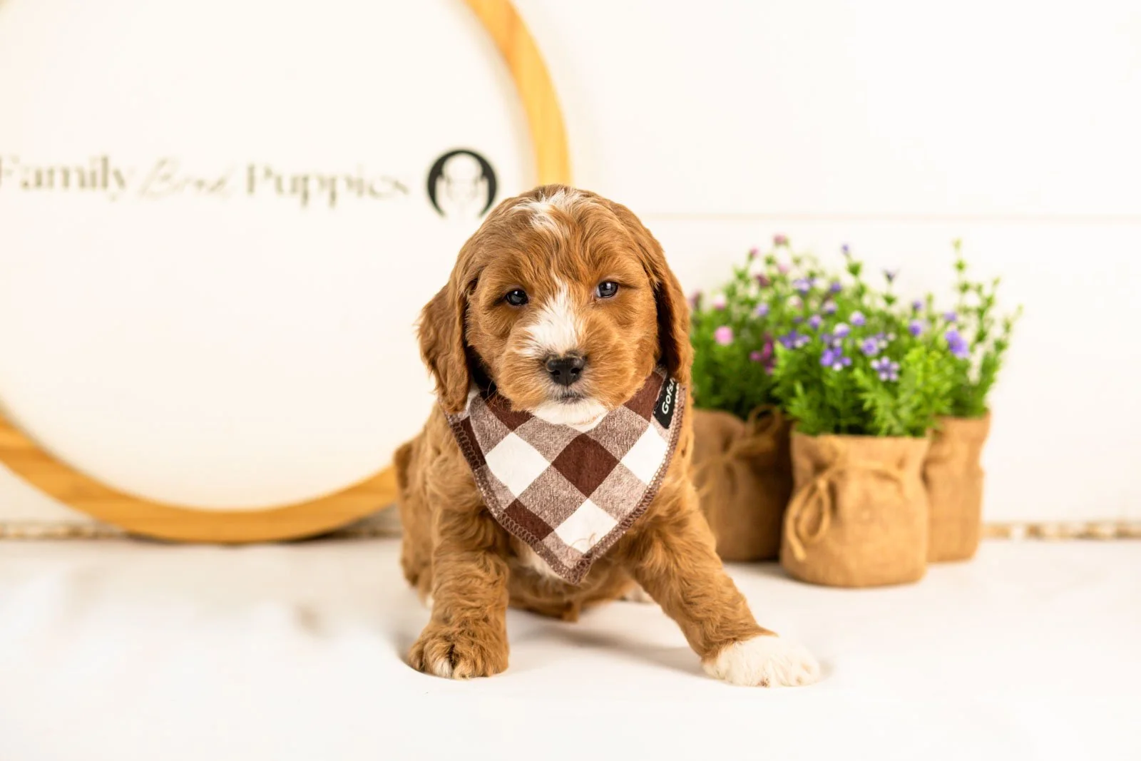 gouda goldendoodle for sale.jpg