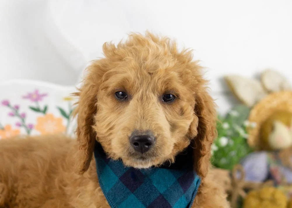 landry goldendoodle for sale(1).jpg