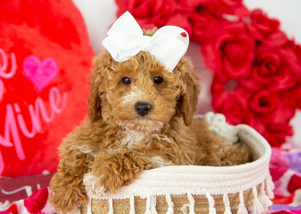 chilli goldendoodle for sale.jpg