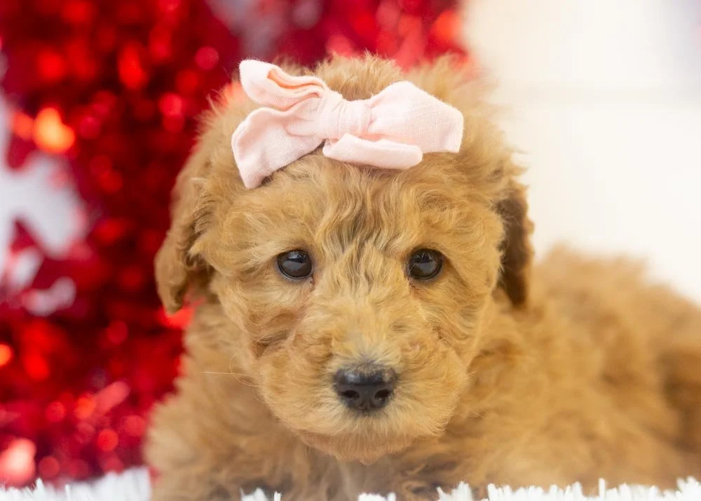 Bingo goldendoodle for sale(2).jpg