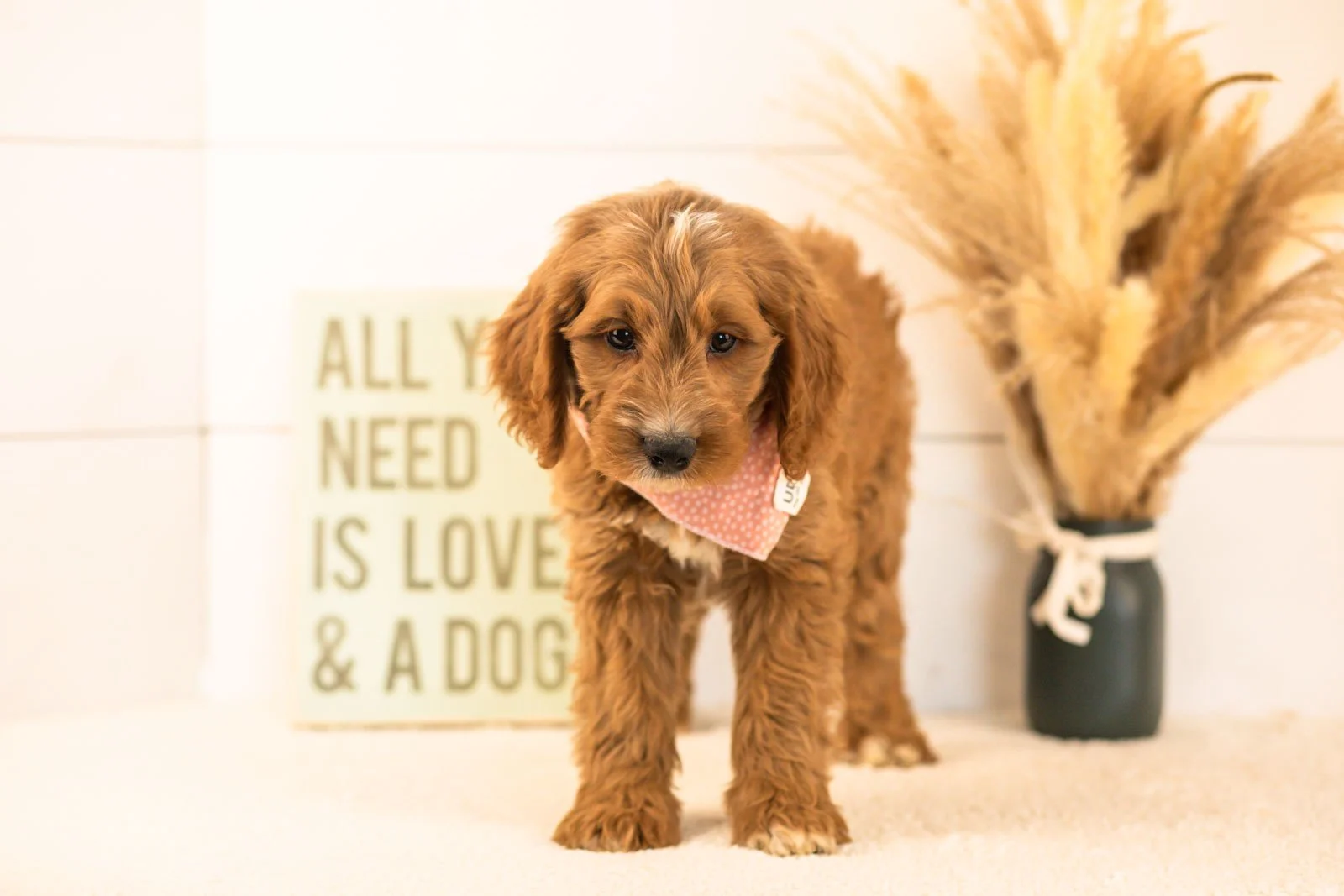 Otis goldendoodle for sale(2).jpg