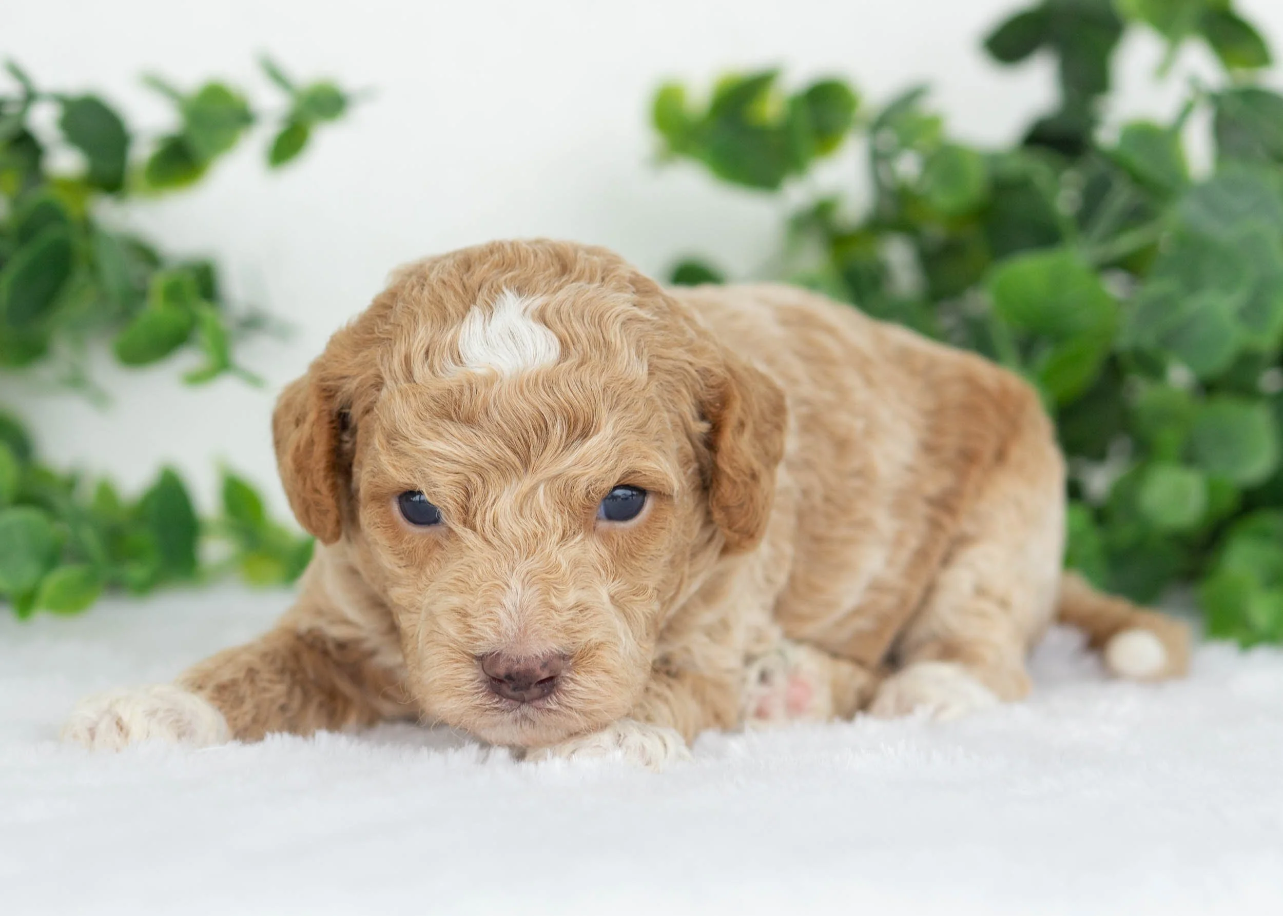 Charles goldendoodle for sale.jpg