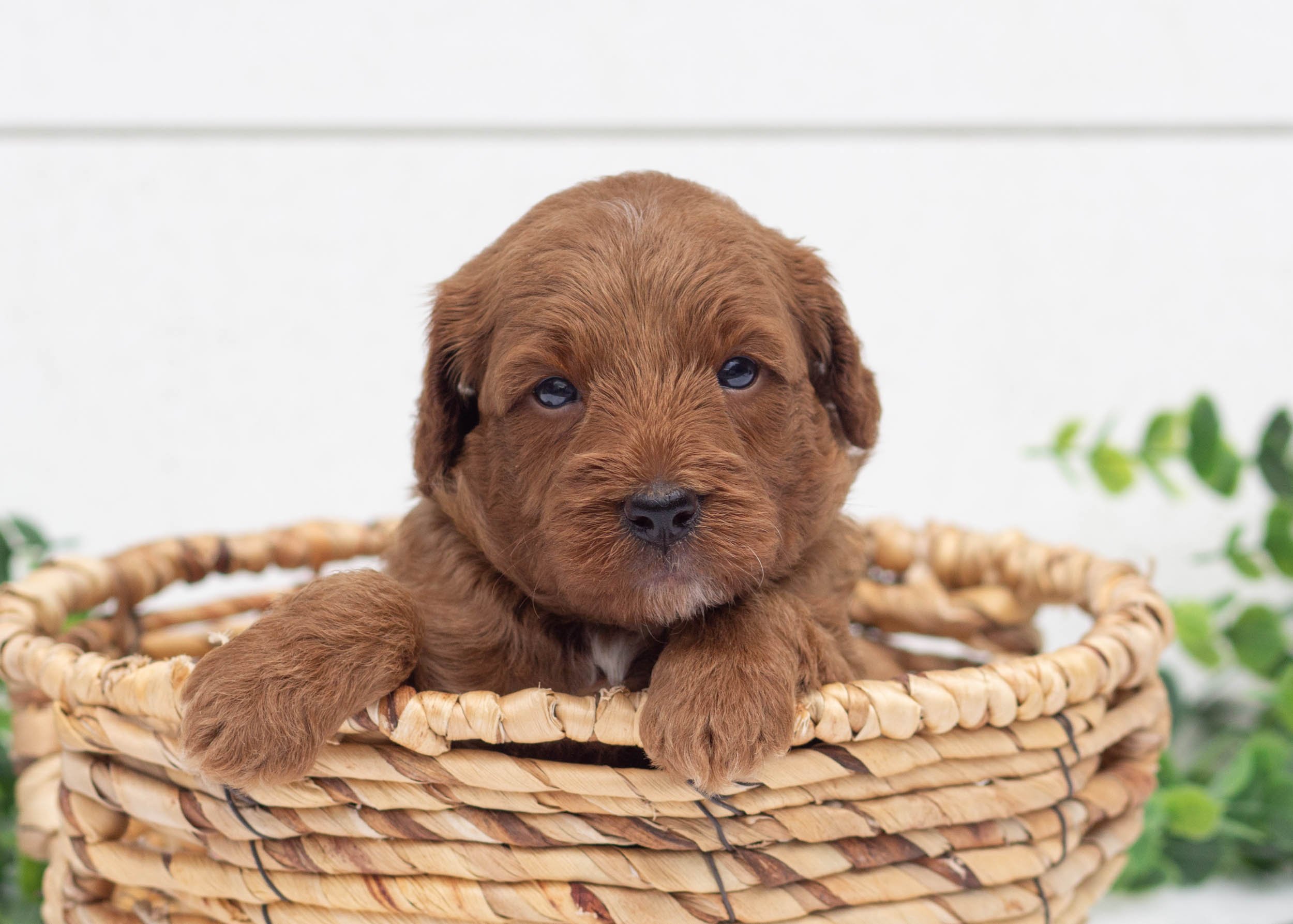 Lodge Goldendoodle For Sale(2).jpg