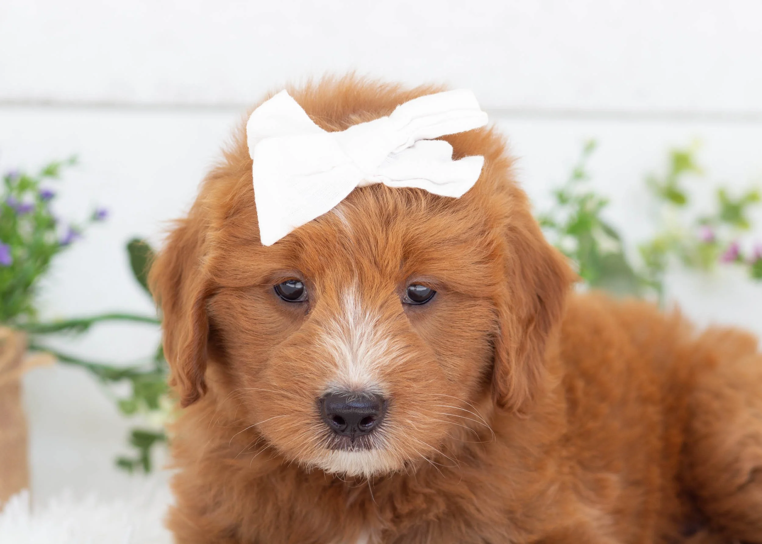 Waffles goldendoodle for sale.jpg