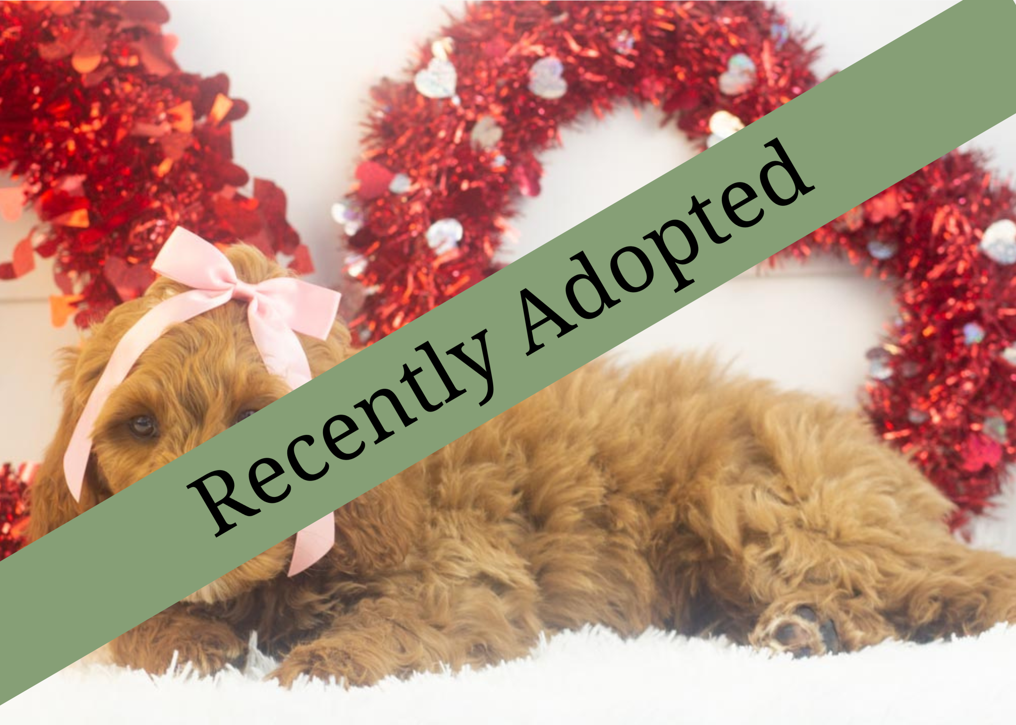 goldendoodle for sale