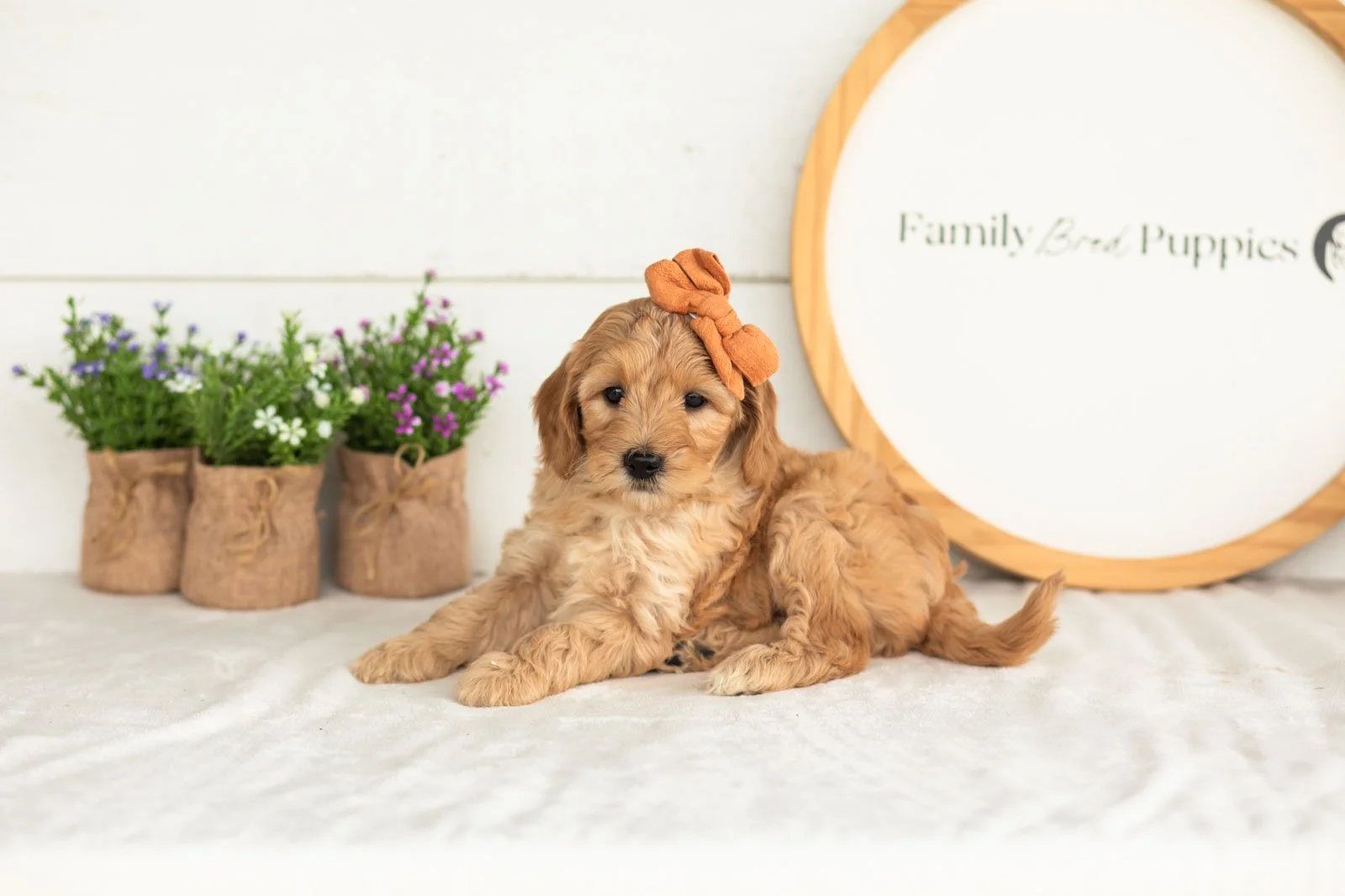 Maria goldendoodle for sale.jpg