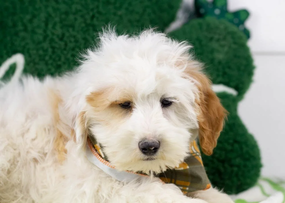 buddy goldendoodle for sale(1).jpg