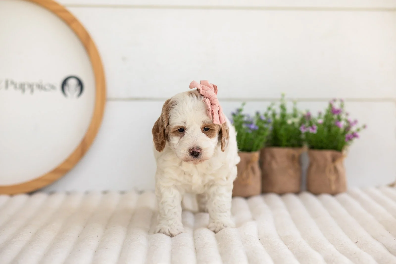 Ann goldendoodle for sale.jpg
