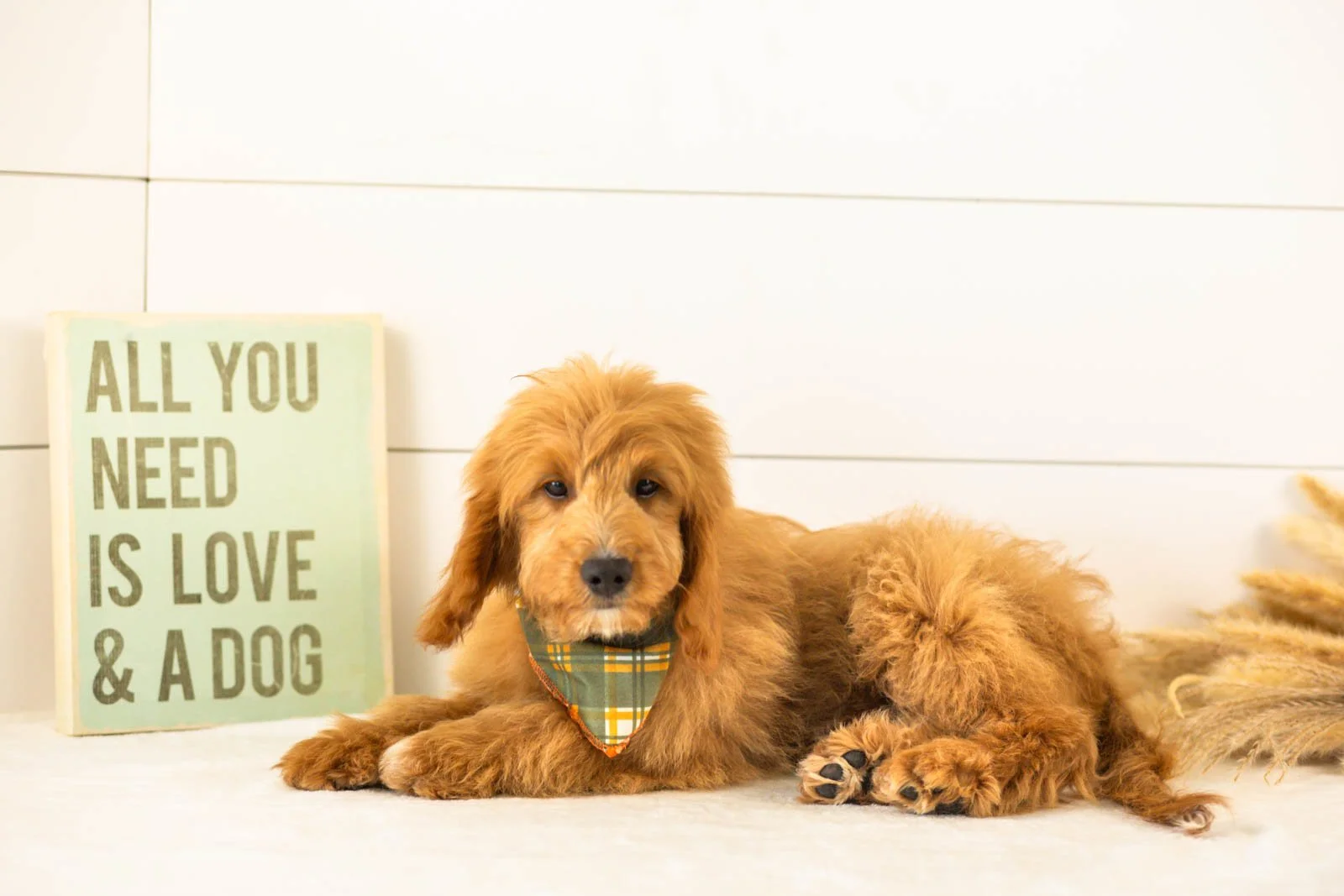 Munster goldendoodle for sale.jpg